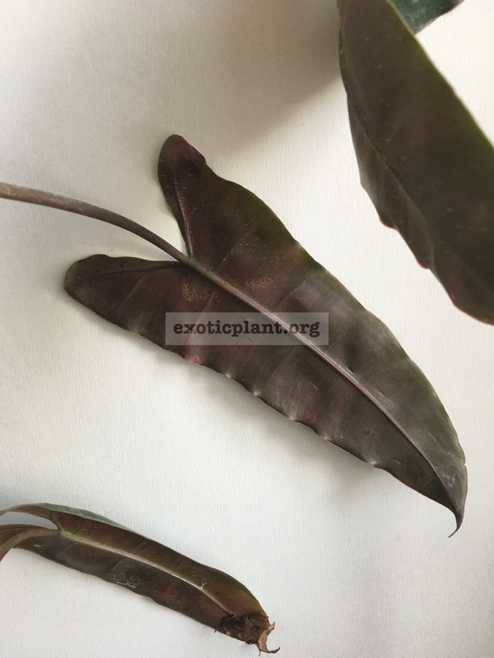 Philodendron billetiae (black petiole) 30-45