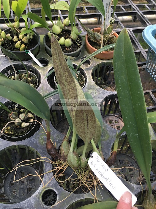 103 Bulbophyllum nymphopolitanum BS 60