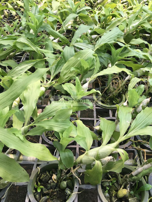 163 Chysis bractescens EXOTIC PLANT Редкие коллекционные растения