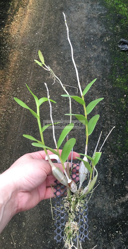 224 Dendrobium crumenatum BS 20