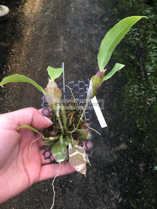 263 Dendrobium lamellatum Fragrant BS 12-40
