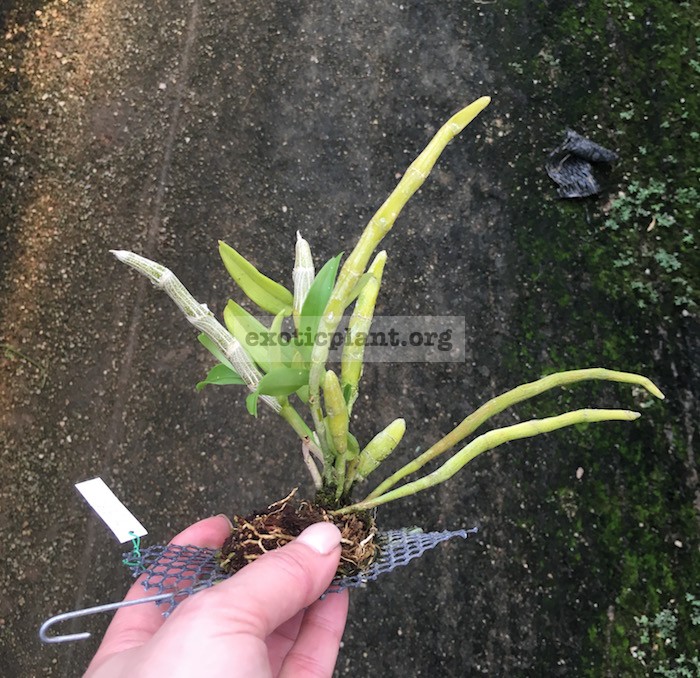 281 Dendrobium primulinum(syn.)/polyanthum ( Laos ) BS 12-40