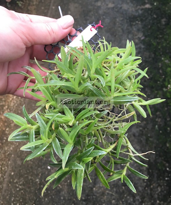 324 Epidendrum porpax BS 20-100
