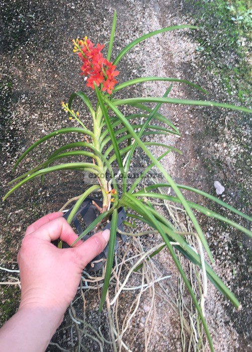 36 Ascocentrum(syn.)/Vanda curvifolium(syn.)/curvifolia BS 12-40