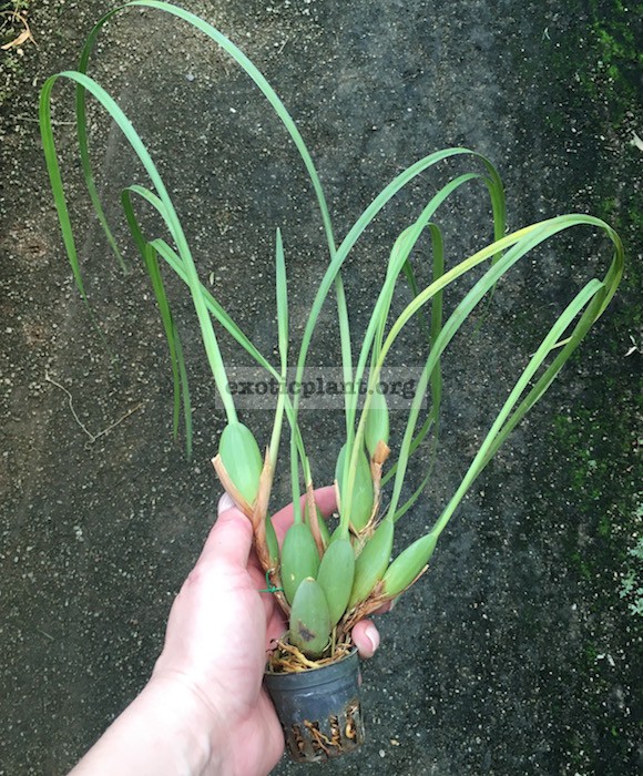 380 Maxillaria tenuifolia Fragrant BS 12-75