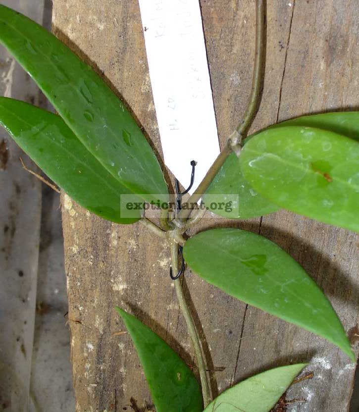 Hoya sp.430 Kalimpong Sikkim India (430 ) 30