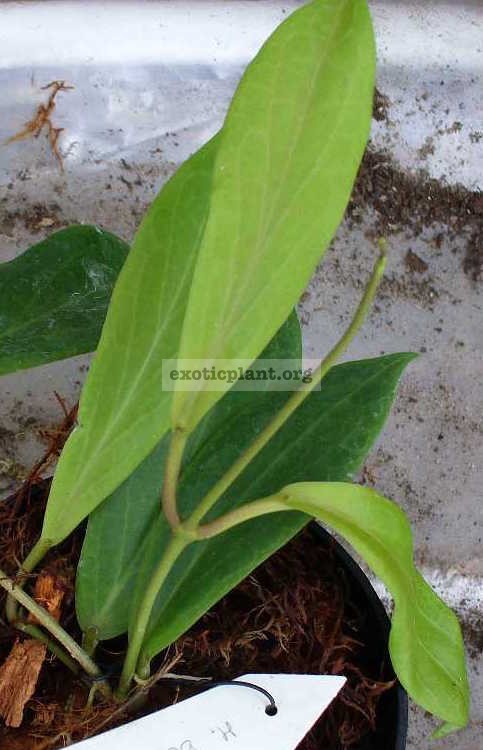 Hoya benvergarai (new species from the Philippines) (450 ) 35