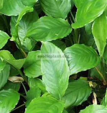 Aglaonema modestum (green form)20