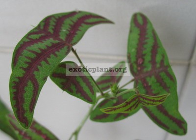  Christia (green leaf) 12