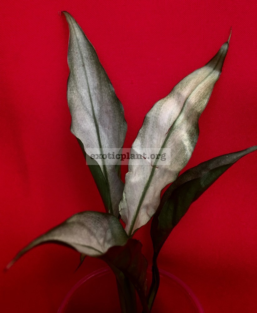Spathiphyllum blandum ‘Spilt Milk’ narrow leave clone 25