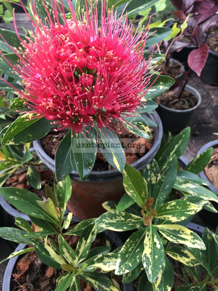Xanthostemon chrysanthus variegated (red flower)70