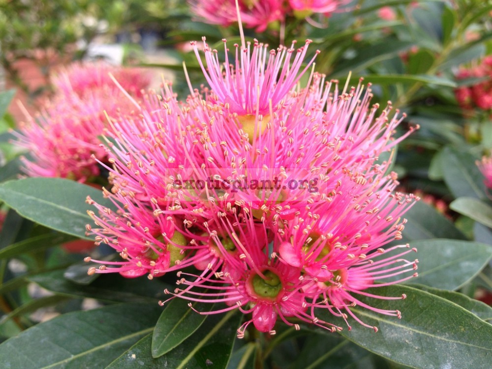 Xanthostemon sp.(T02) pink flower (EP) 20