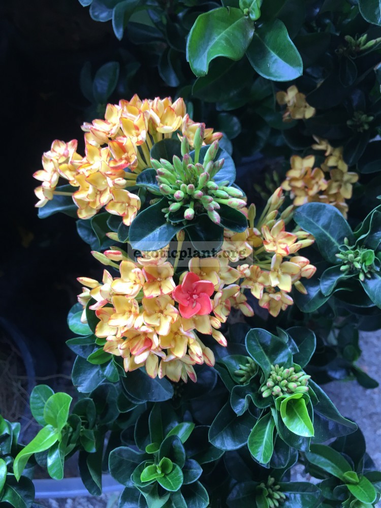 Ixora sp wavy leave yellow red flower J1 30
