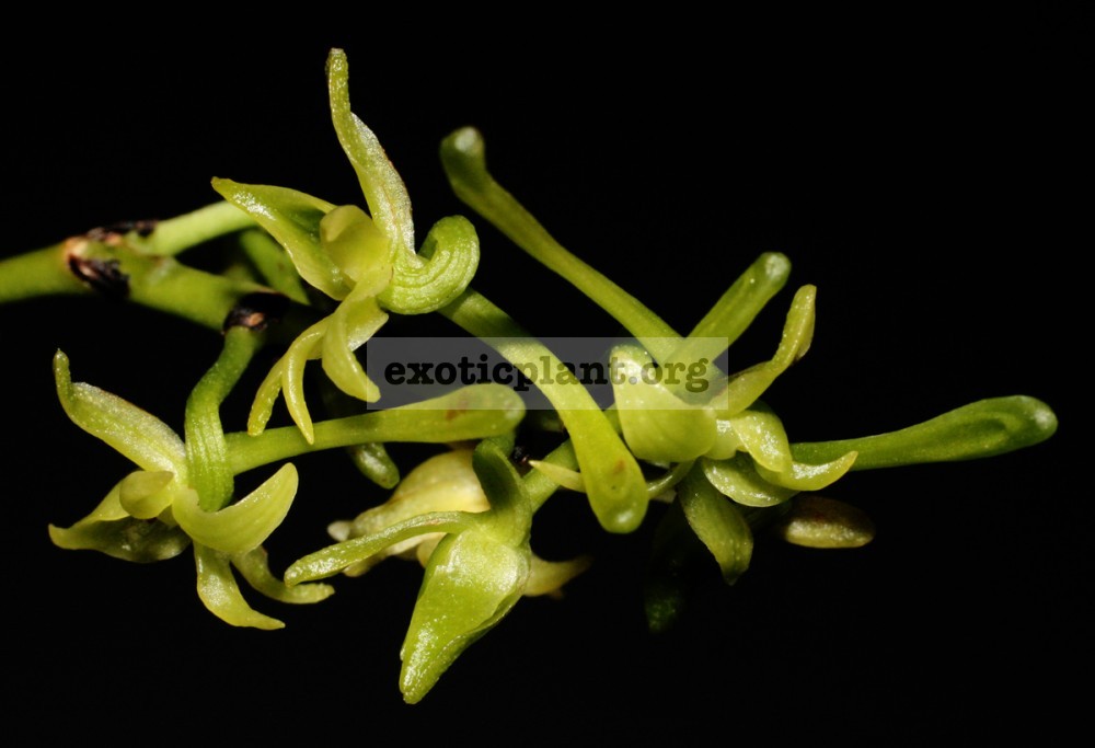 18 Angraecum calceolus BS 30