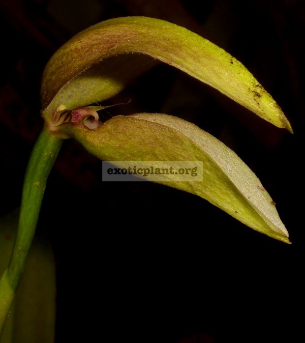 108 Bulbophyllum ornithorhynchum(syn.)/antenniferum BS 50