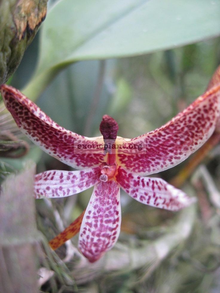 110 Bulbophyllum patens BS 12-40