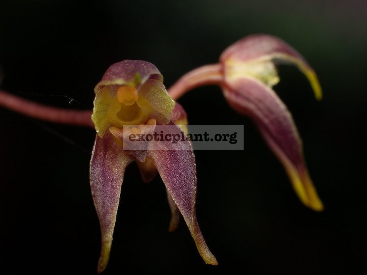 114 Bulbophyllum planibulbe BS 20
