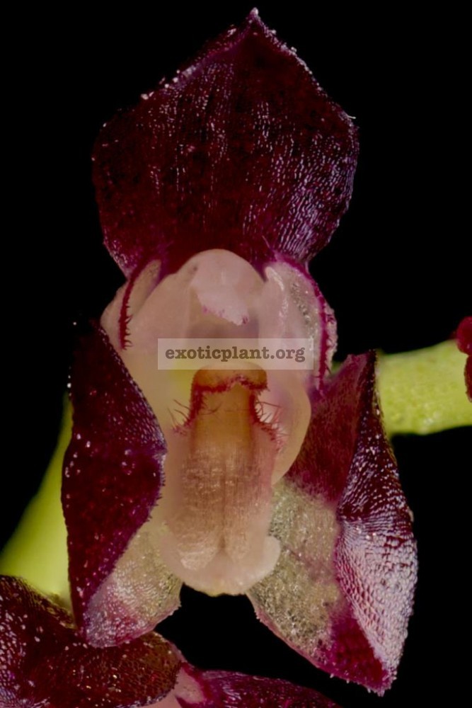 115 Bulbophyllum pleurothallopsis BS 80