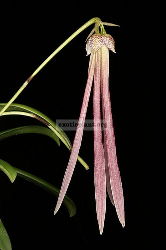 116 Bulbophyllum plumatum (4 bulb./set) BS 90