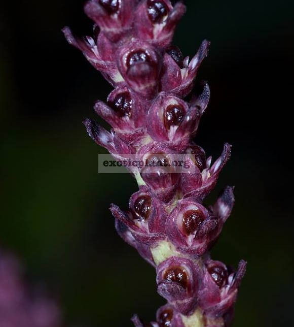 119 Bulbophyllum quadrialatum ( 4 bulb./set ) BS 100