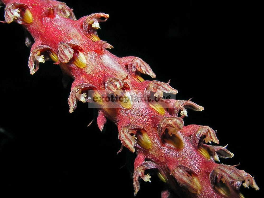 125 Bulbophyllum saurocephalum BS 60