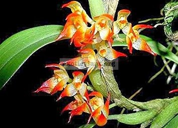 126 Bulbophyllum sessile(syn.)/clandestinum BS 12-20