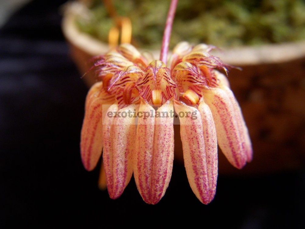 166 Cirrhopetalum/Bulbophyllum sikkimense(syn.)/roxburghii (4 bulb./set) BS 55