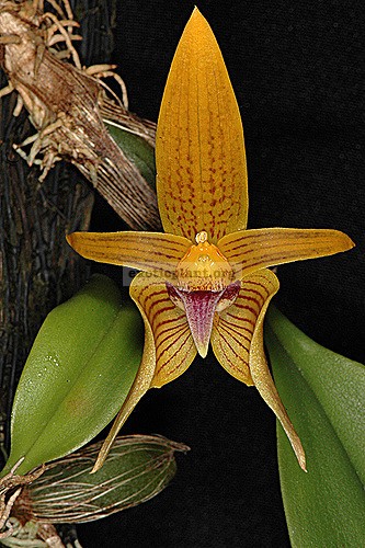 130 Bulbophyllum smitinandii BS 12-40