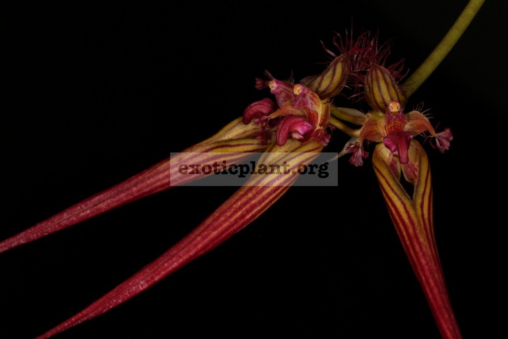 139 Bulbophyllum wendlandianum BS 12-40