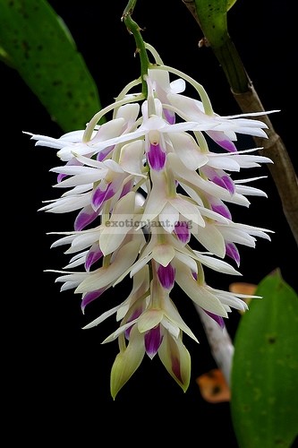 198 Dendrobium amethystoglossum BS 40