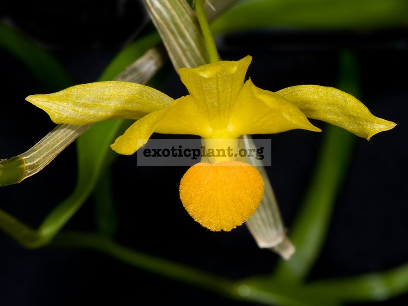 217 Dendrobium chrysocrepis Fragrant BS 60
