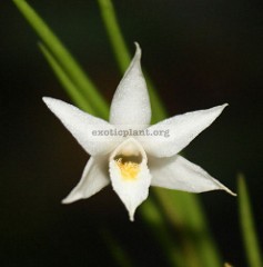 240 Dendrobium exile Fragrant BS 12-40