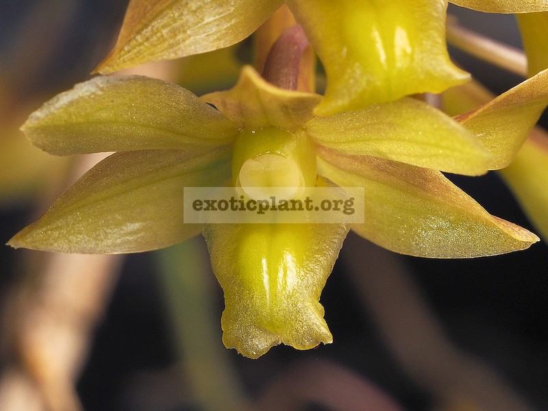 257 Dendrobium ionopus BS 60