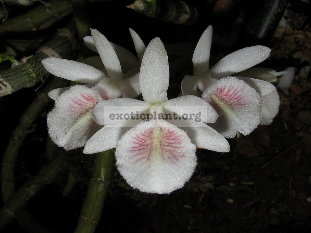 280 Dendrobium linum(syn.)/polyanthum BS 12-40