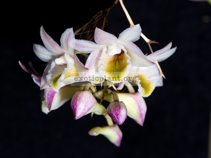 282 Dendrobium pseudolamellatum BS 40