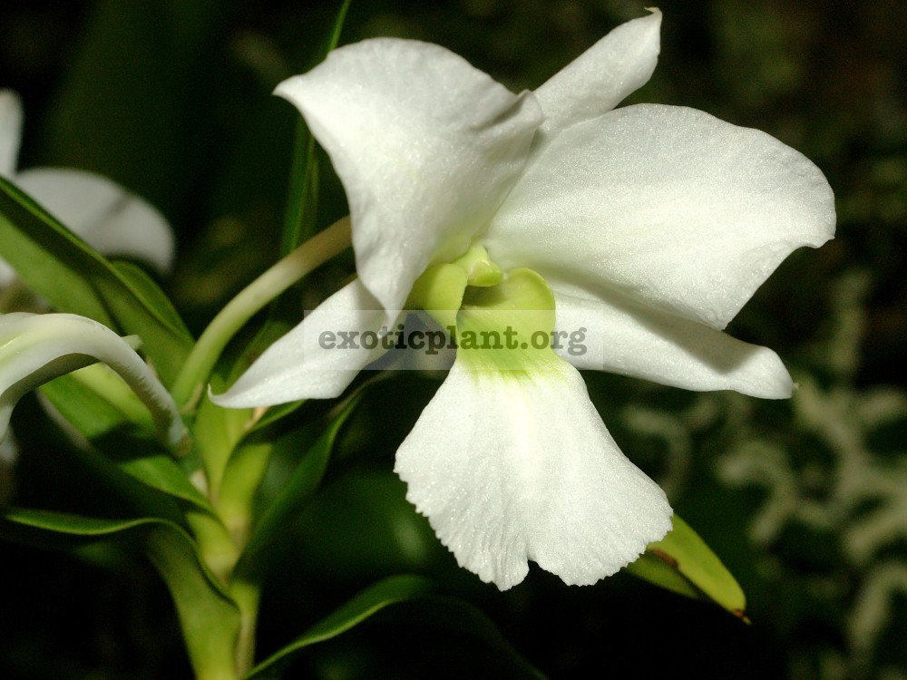 285 Dendrobium sanderae BS 60