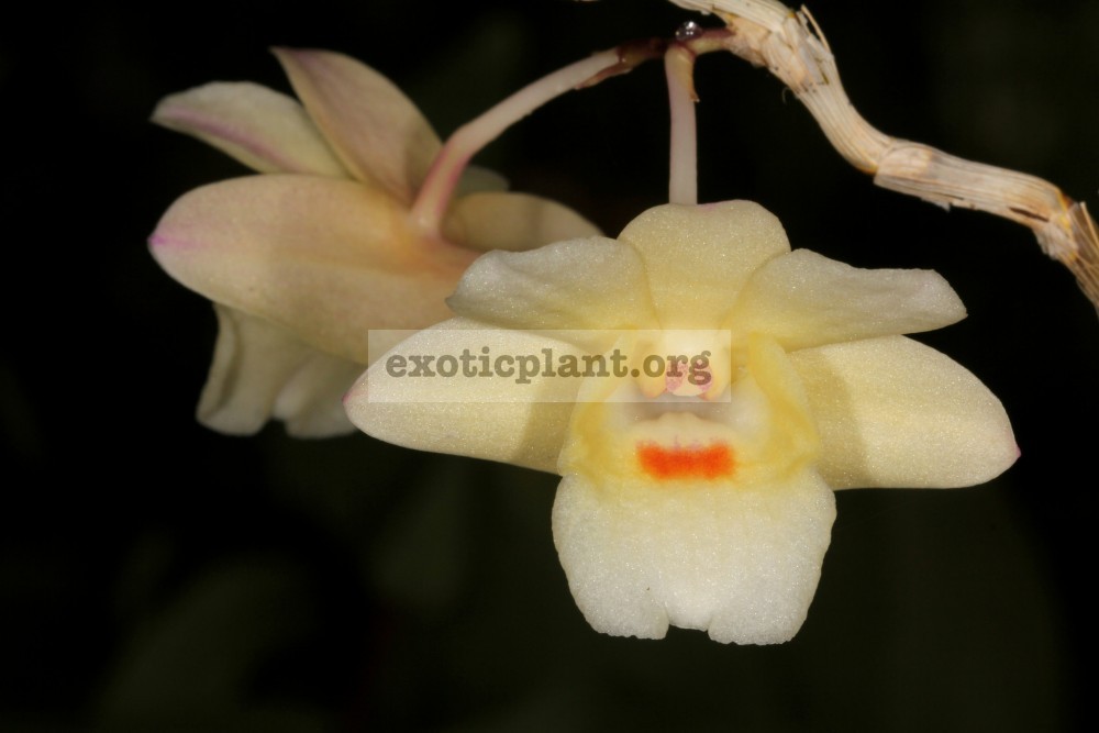 286 Dendrobium sanguinolentum BS 20