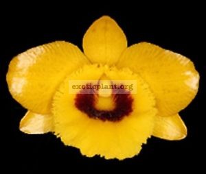 293 Dendrobium suavissimum(syn.)/chrysotoxum NS 12-40