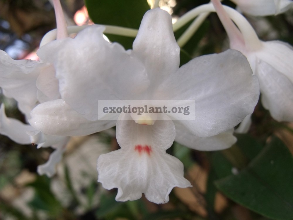 304 Dendrobium virgineum BS 12-40