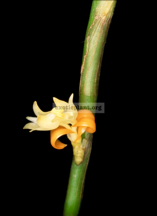 326 Eria biflora BS 12-40