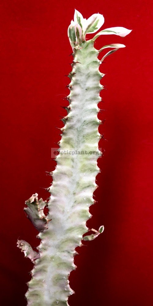 Euphorbia trigona white variegata 14