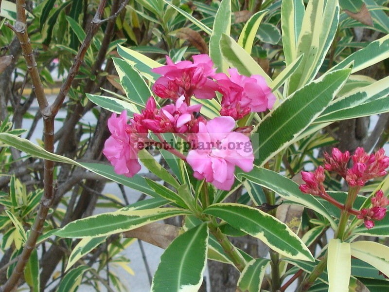 Nerium oleander variegated (double flower) 12
