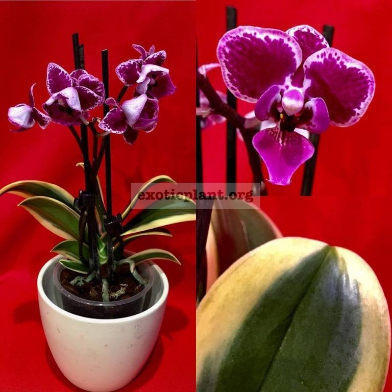 Phalaenopsis Chia E Yenlin variegata | EXOTIC PLANT Редкие ...