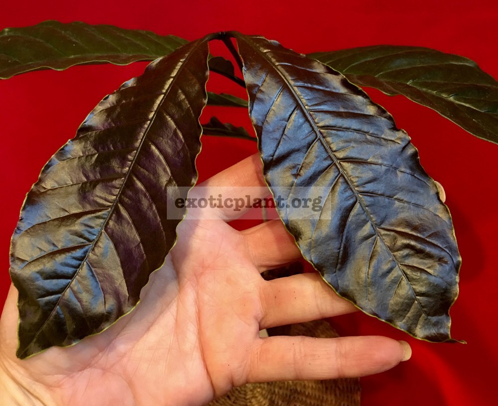 Coffea arabica brown leaf 60