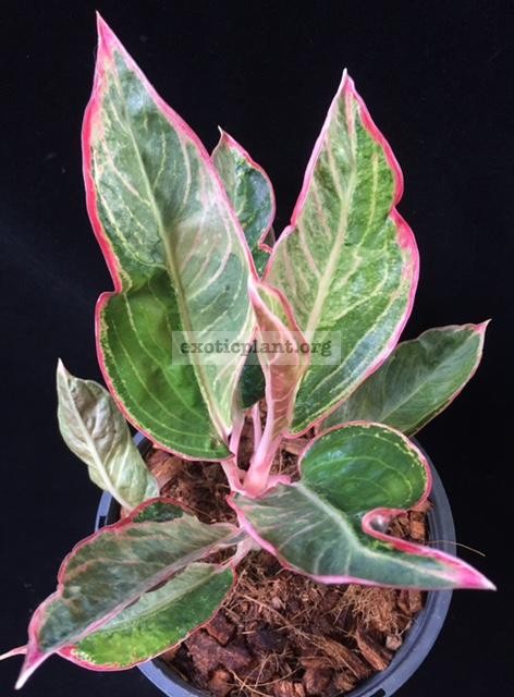 Aglaonema Red Frost (cream variegated) 70