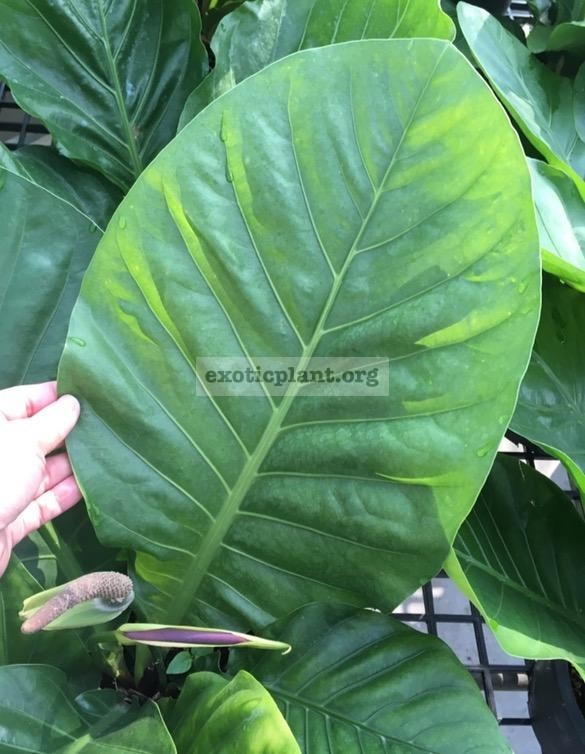 Anthurium hookeri (round leaf) 35