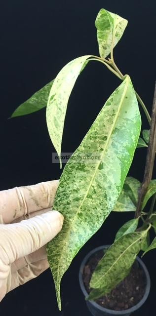 Bouea macrophylla variegated 45