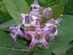 Calotropis gigantea (purple flower) 20