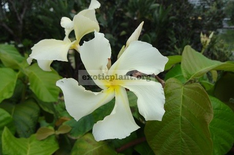  Chonemorpha fragrans (small size) 30