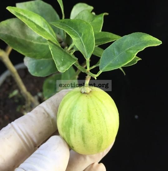 Citrus aurantifolia (oval fruit) variegated 45